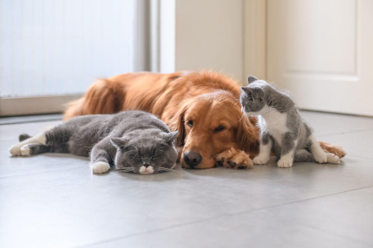 Golden Retriever and Kitten